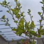 Arónia čerešňolistá (Aronia × prunifolia) ´VIKING´ - výška 90-100 cm, kont. C3L - TOČENÝ KMEŇ